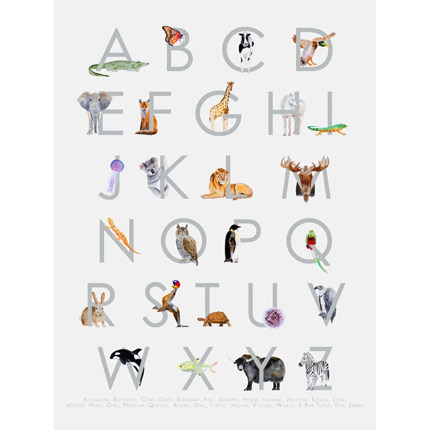 Animal Kingdom ABC's - Gray Canvas Wall Art