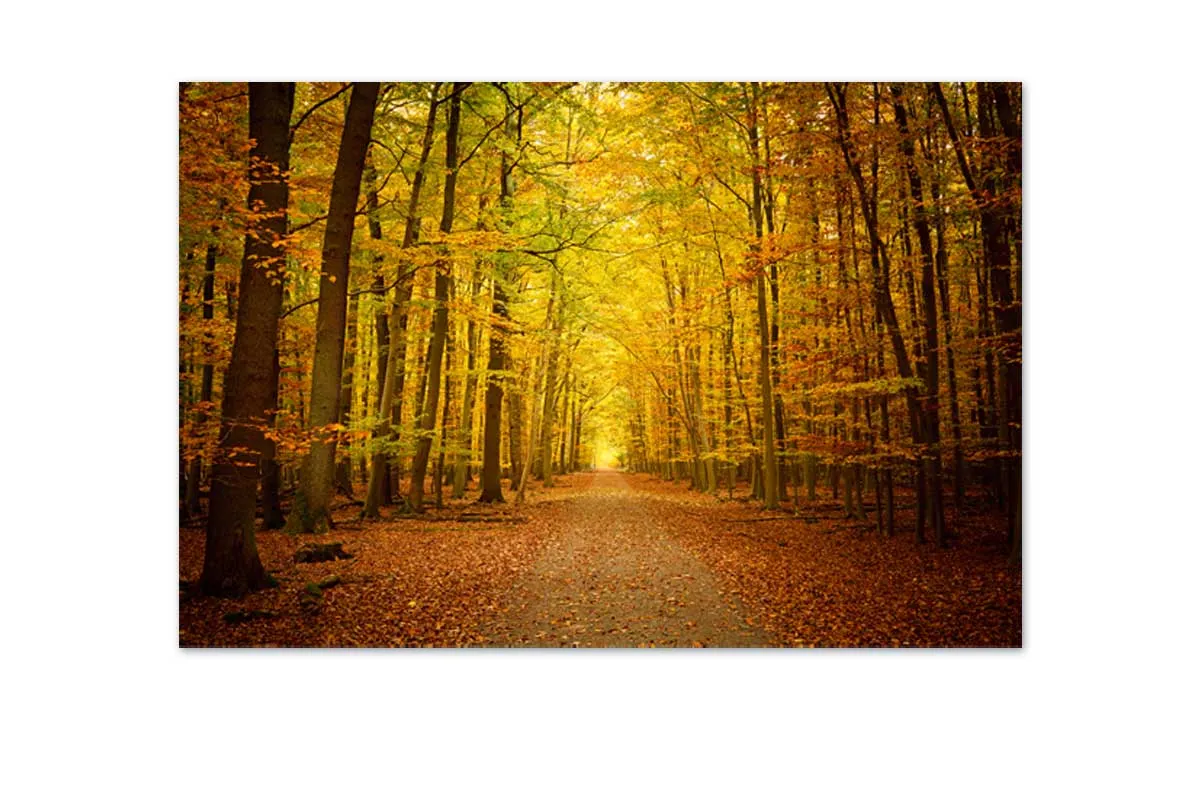 Autumn Forest 5 | Canvas Wall Art Print