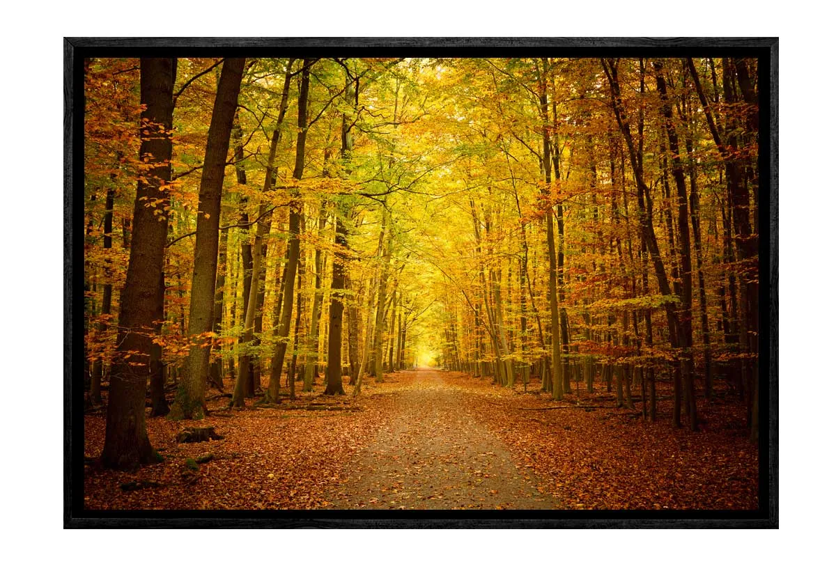 Autumn Forest 5 | Canvas Wall Art Print