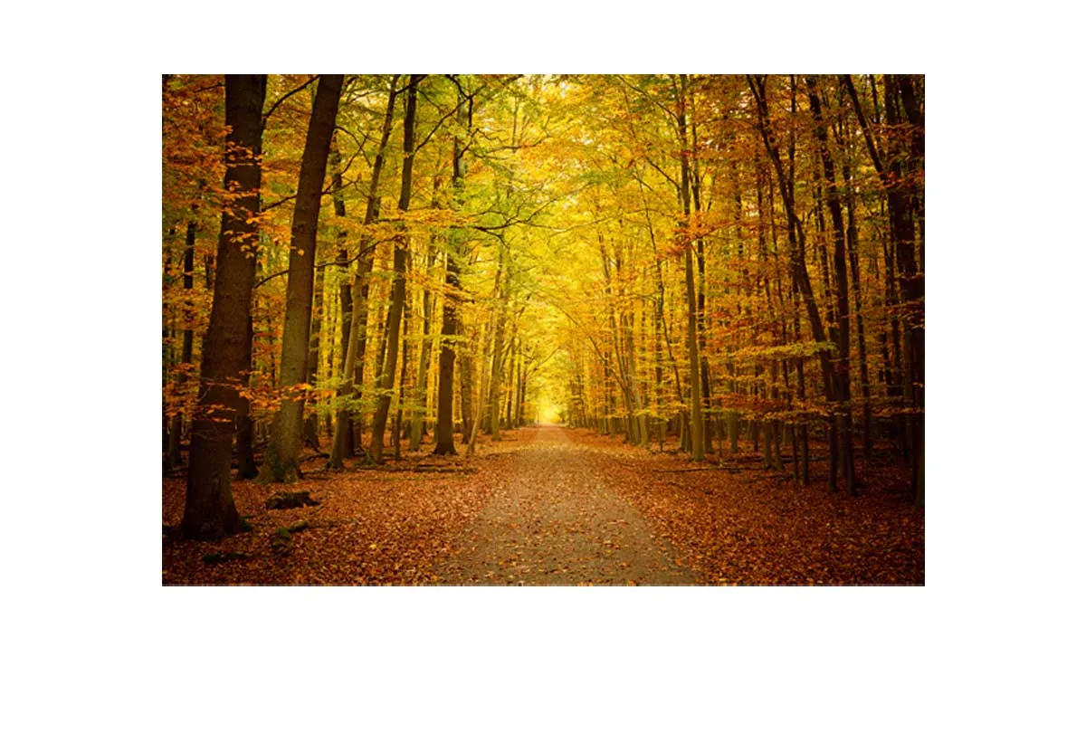Autumn Forest 5 | Canvas Wall Art Print