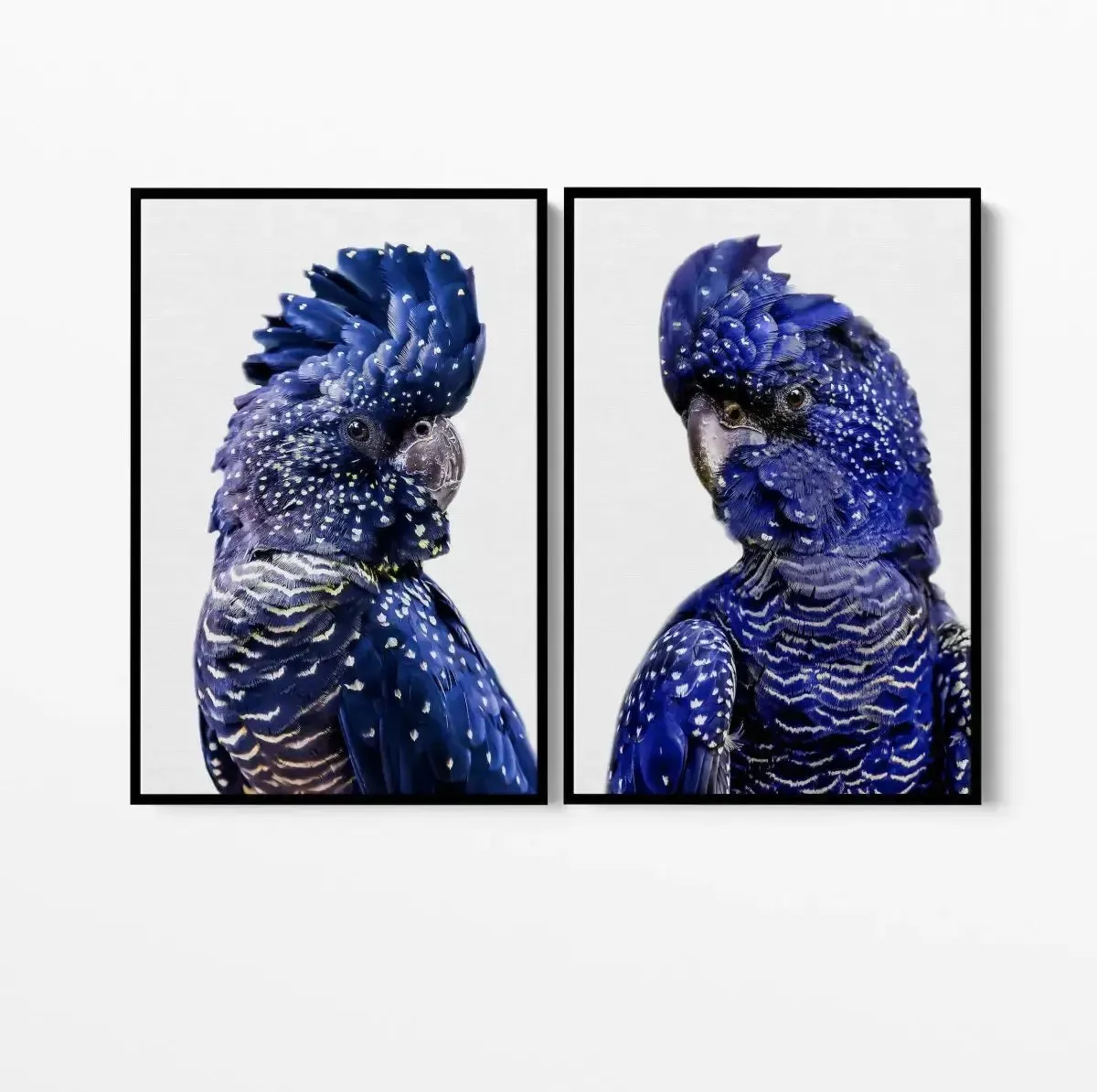 Black Cockatoo Pair - Two Piece Black Cockatoo Stretched Canvas Framed Wall Art Diptych