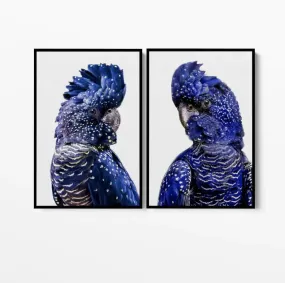 Black Cockatoo Pair - Two Piece Black Cockatoo Stretched Canvas Framed Wall Art Diptych