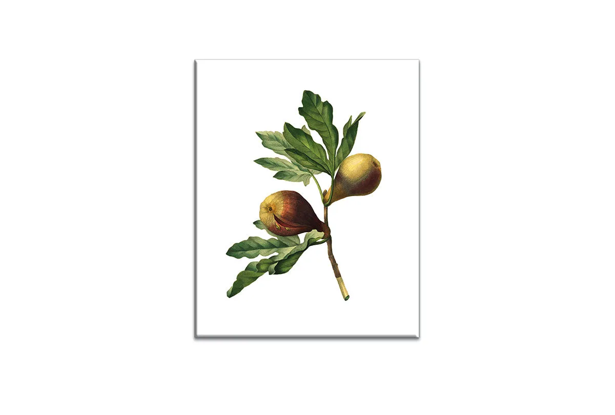 Botanical Illustration Fig | Botanical Wall Art Print