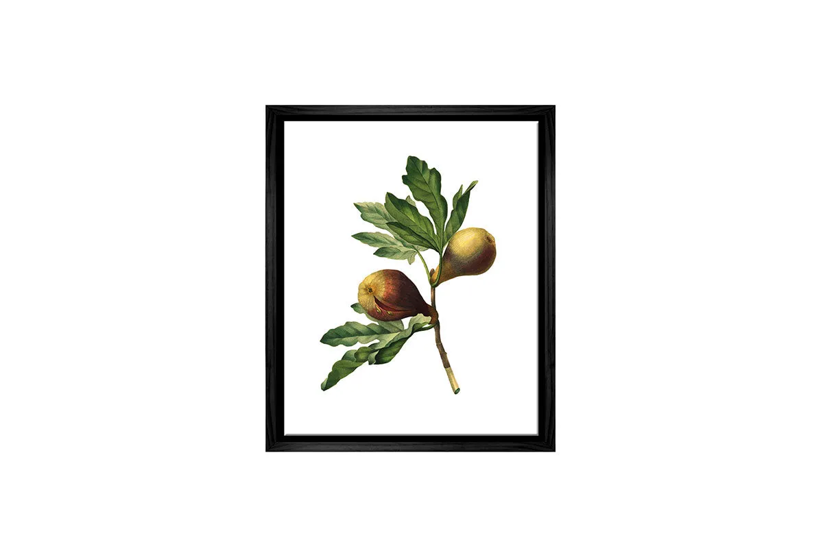 Botanical Illustration Fig | Botanical Wall Art Print