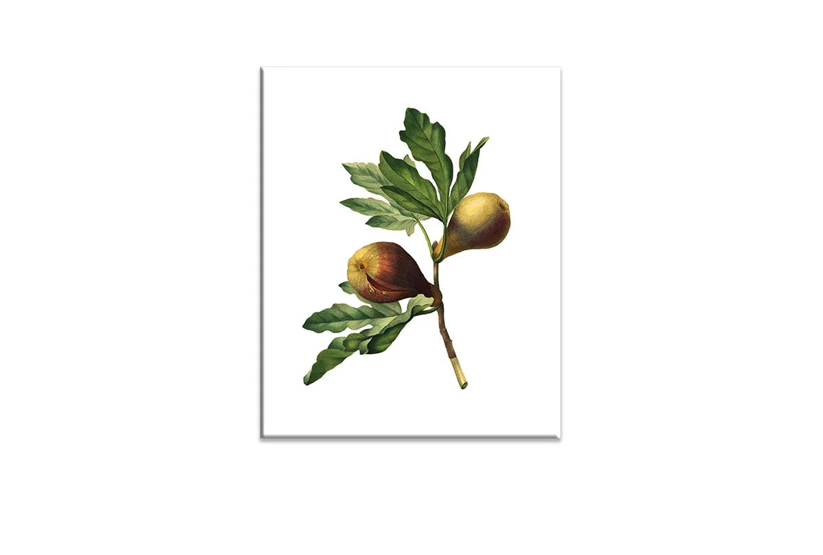 Botanical Illustration Fig | Botanical Wall Art Print