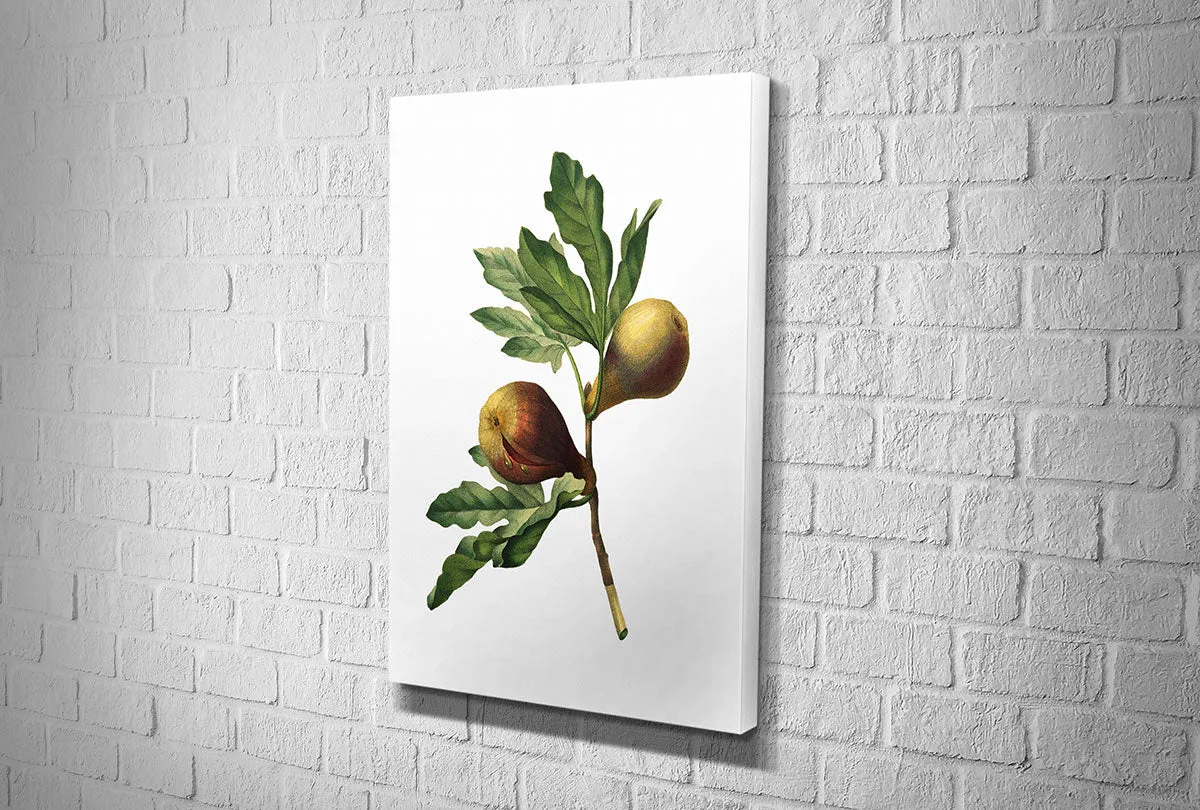 Botanical Illustration Fig | Botanical Wall Art Print