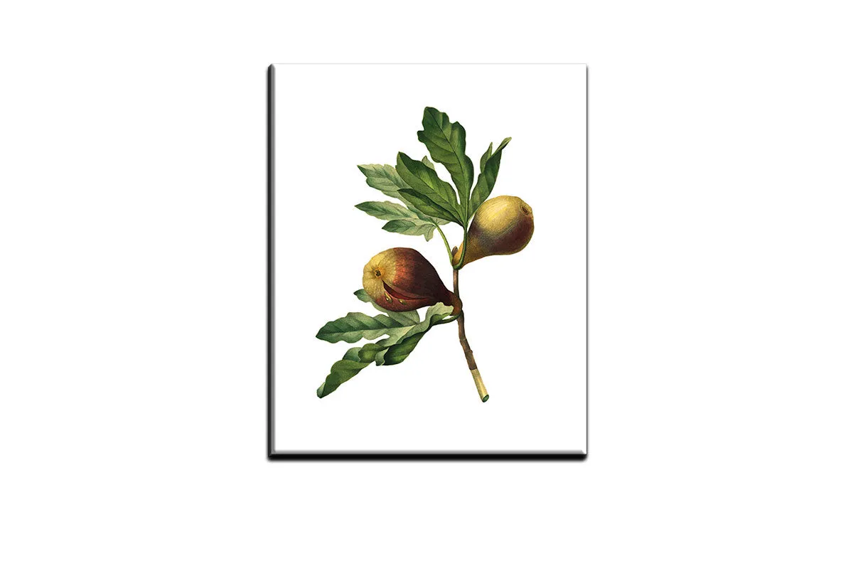 Botanical Illustration Fig | Botanical Wall Art Print