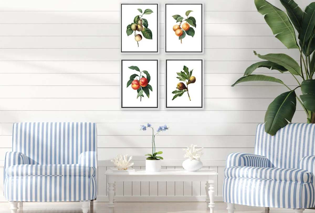 Botanical Illustration Fig | Botanical Wall Art Print