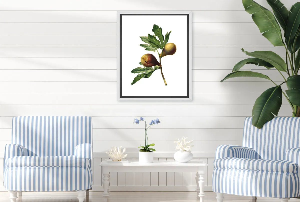 Botanical Illustration Fig | Botanical Wall Art Print