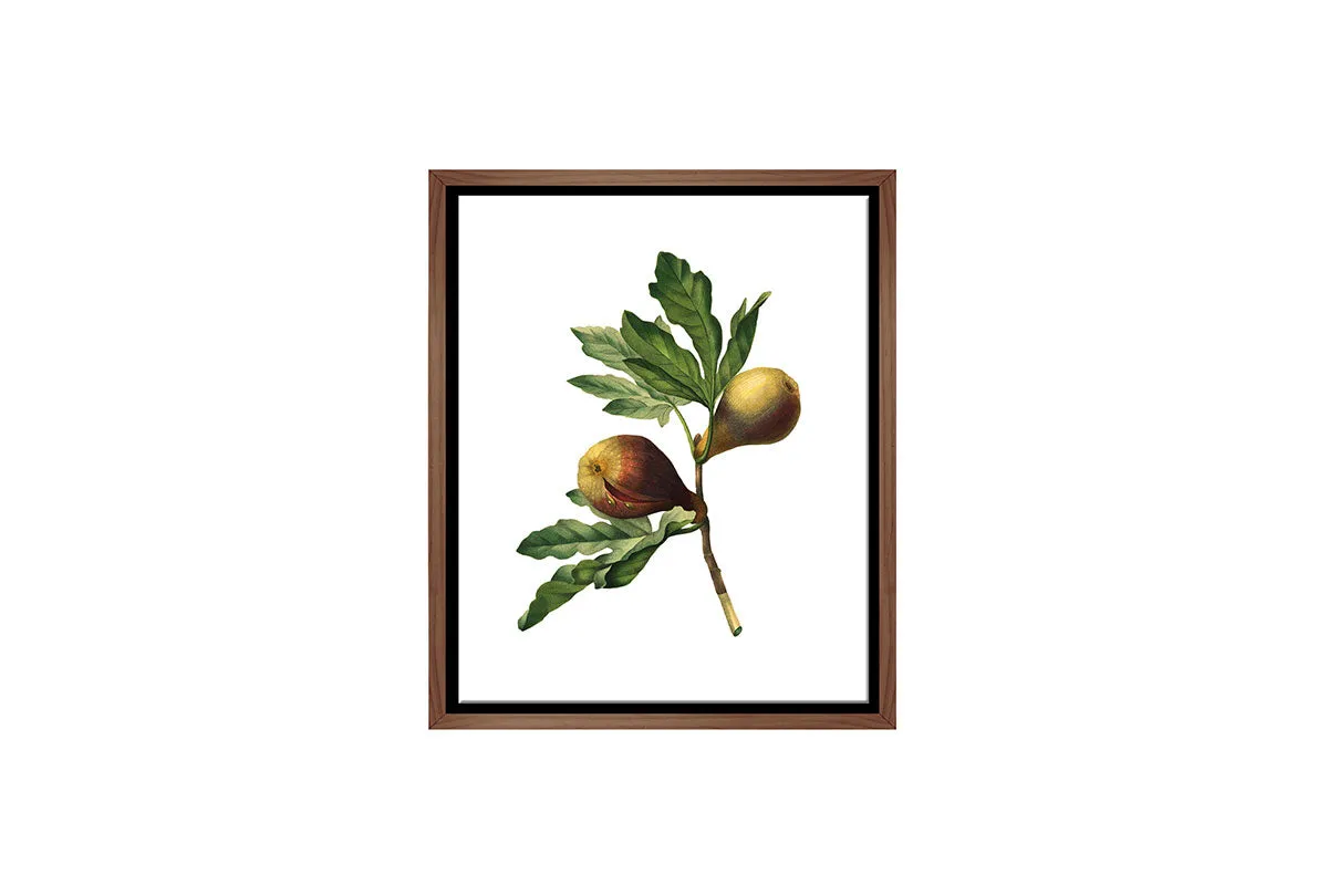 Botanical Illustration Fig | Botanical Wall Art Print