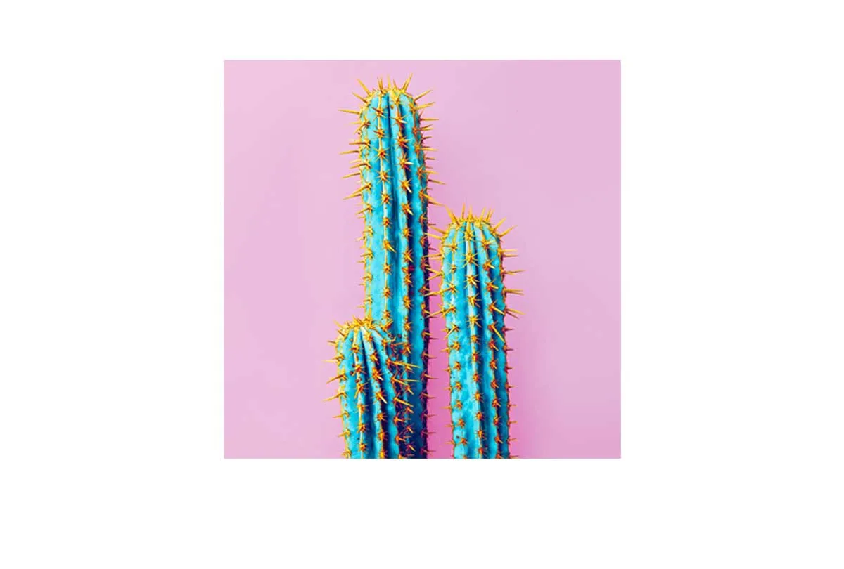 Cactus with Pink Background | Canvas Wall Art Print