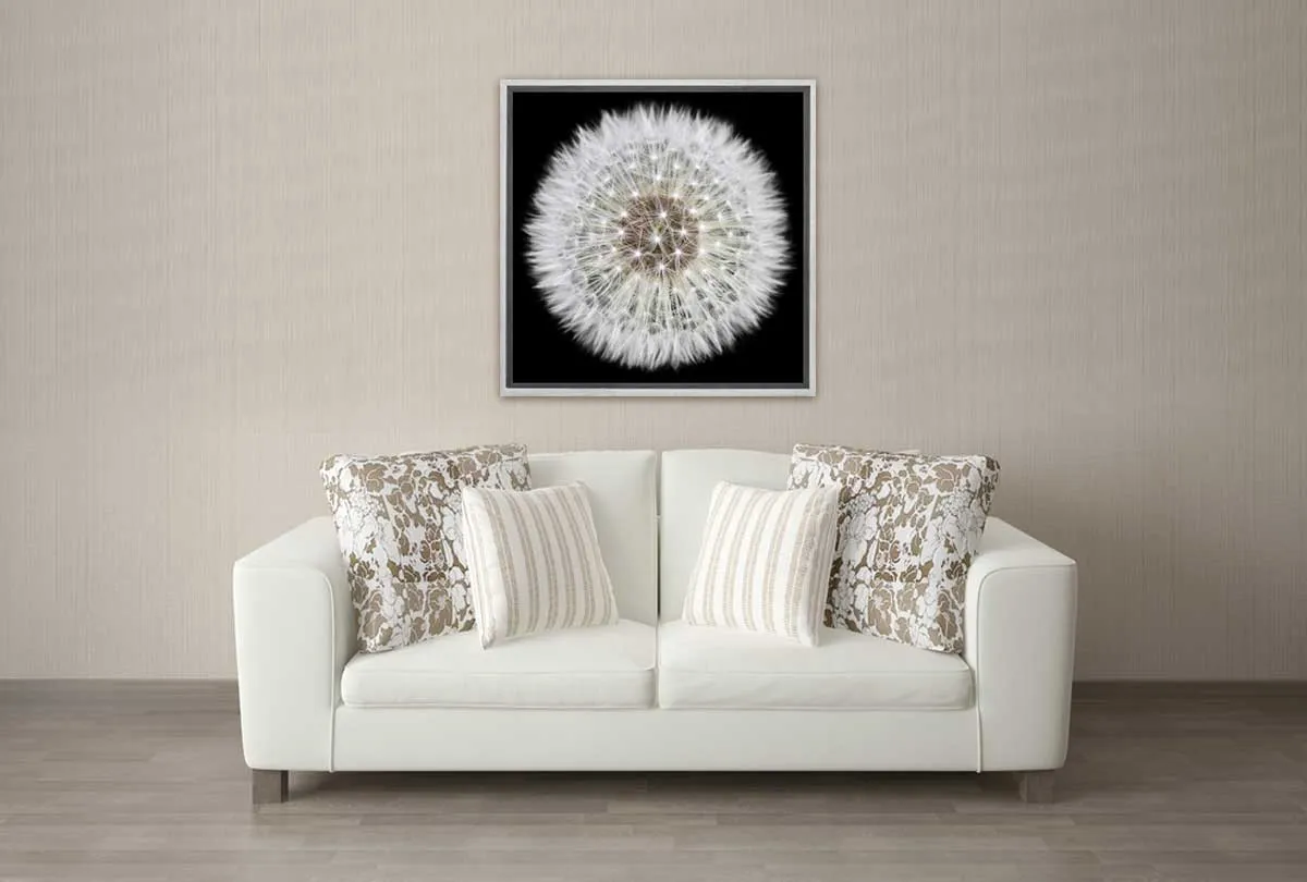 Dandelion Black Background | Canvas Wall Art Print