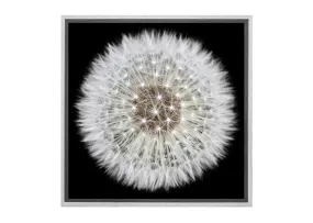 Dandelion Black Background | Canvas Wall Art Print