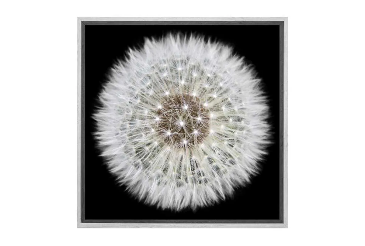 Dandelion Black Background | Canvas Wall Art Print