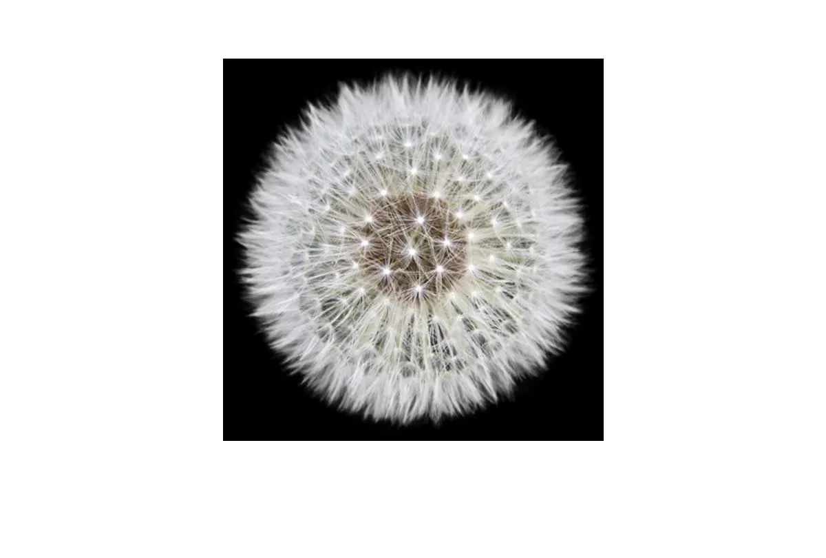Dandelion Black Background | Canvas Wall Art Print