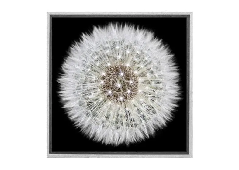 Dandelion Black Background | Canvas Wall Art Print