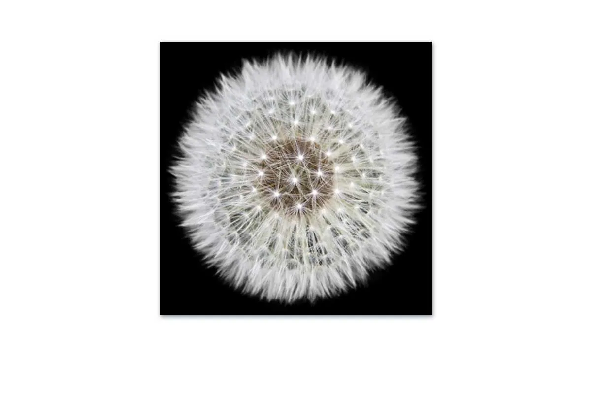 Dandelion Black Background | Canvas Wall Art Print