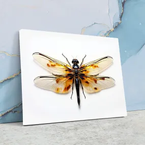Dragonfly Arts